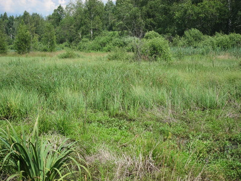 Ученые исследуют динамику ландшафтов осушенных болот средней полосы России